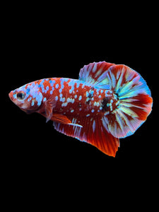 Male Halfmoon Plakat - Galaxy #2716 - Live Betta Fish