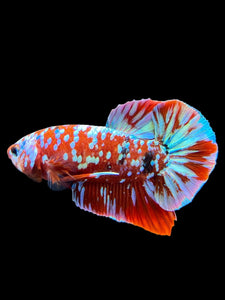 Male Halfmoon Plakat - Galaxy #2716 - Live Betta Fish