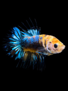 Male Crowntail Plakat - Candy #271 - Live Betta Fish