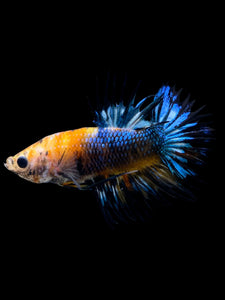 Male Crowntail Plakat - Candy #271 - Live Betta Fish