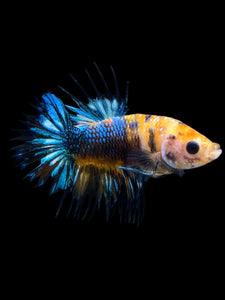 Male Crowntail Plakat - Candy #271 - Live Betta Fish