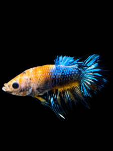 Male Crowntail Plakat - Candy #271 - Live Betta Fish