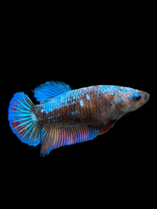 GIANT Female Halfmoon Plakat - Blue Galaxy #2722 Live Betta Fish