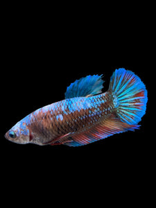 GIANT Female Halfmoon Plakat - Blue Galaxy #2722 Live Betta Fish