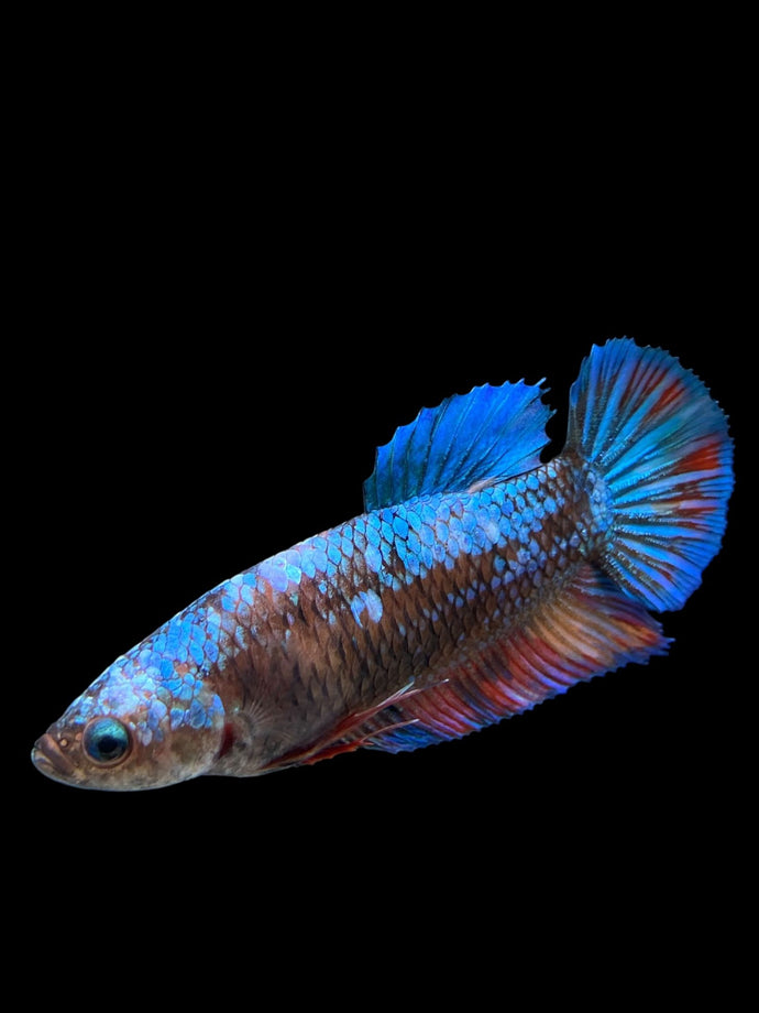 GIANT Female Halfmoon Plakat - Blue Galaxy #2722 Live Betta Fish