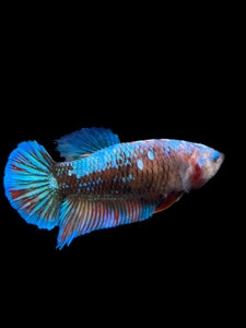 GIANT Female Halfmoon Plakat - Blue Galaxy #2722 Live Betta Fish