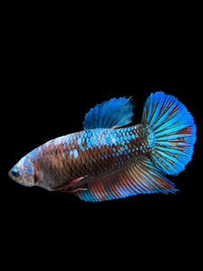 GIANT Female Halfmoon Plakat - Blue Galaxy #2722 Live Betta Fish