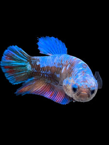 GIANT Female Halfmoon Plakat - Blue Galaxy #2722 Live Betta Fish