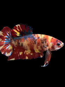 GIANT Male Halfmoon Plakat - Fire Nemo #2724 - Live Betta Fish