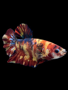 GIANT Male Halfmoon Plakat - Fire Nemo #2724 - Live Betta Fish