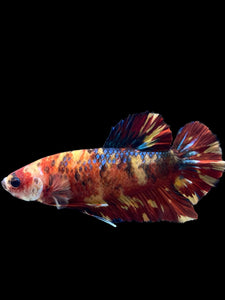 GIANT Male Halfmoon Plakat - Fire Nemo #2724 - Live Betta Fish