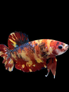 GIANT Male Halfmoon Plakat - Fire Nemo #2724 - Live Betta Fish