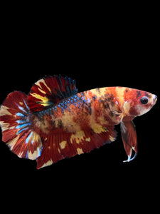 GIANT Male Halfmoon Plakat - Fire Nemo #2724 - Live Betta Fish