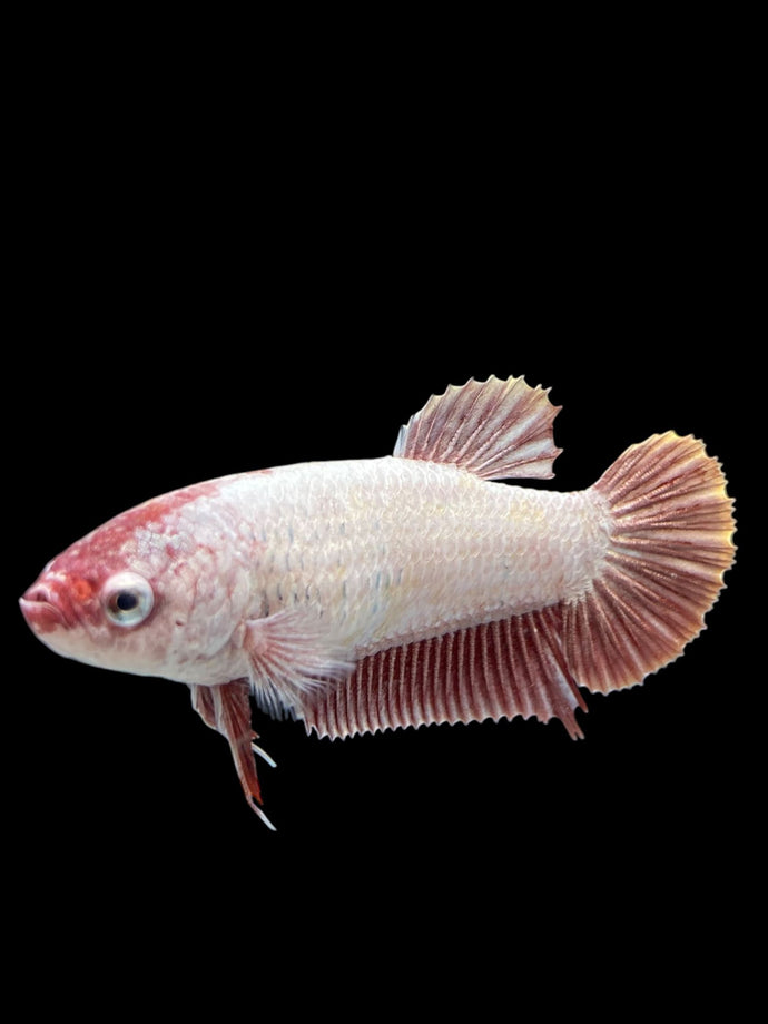 GIANT Female Halfmoon Plakat - Pink Dragon #2725 Live Betta Fish