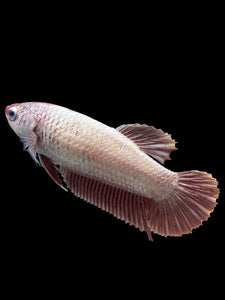 GIANT Female Halfmoon Plakat - Pink Dragon #2725 Live Betta Fish