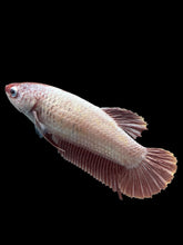 Load image into Gallery viewer, GIANT Female Halfmoon Plakat - Pink Dragon #2725 Live Betta Fish
