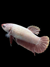 Load image into Gallery viewer, GIANT Female Halfmoon Plakat - Pink Dragon #2725 Live Betta Fish
