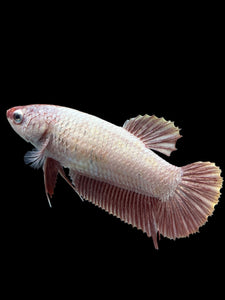 GIANT Female Halfmoon Plakat - Pink Dragon #2725 Live Betta Fish