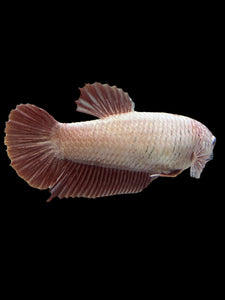 GIANT Female Halfmoon Plakat - Pink Dragon #2725 Live Betta Fish