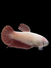 Load image into Gallery viewer, GIANT Female Halfmoon Plakat - Pink Dragon #2725 Live Betta Fish
