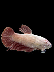 GIANT Female Halfmoon Plakat - Pink Dragon #2725 Live Betta Fish