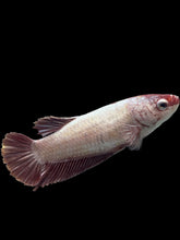 Load image into Gallery viewer, GIANT Female Halfmoon Plakat - Pink Dragon #2725 Live Betta Fish
