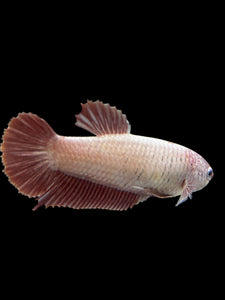 GIANT Female Halfmoon Plakat - Pink Dragon #2725 Live Betta Fish