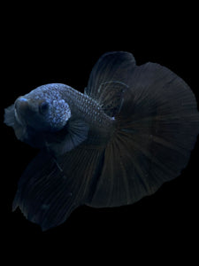 Male Halfmoon - Blue Black #272 - Live Betta Fish