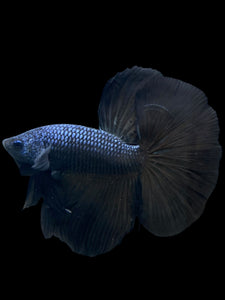 Male Halfmoon - Blue Black #272 - Live Betta Fish