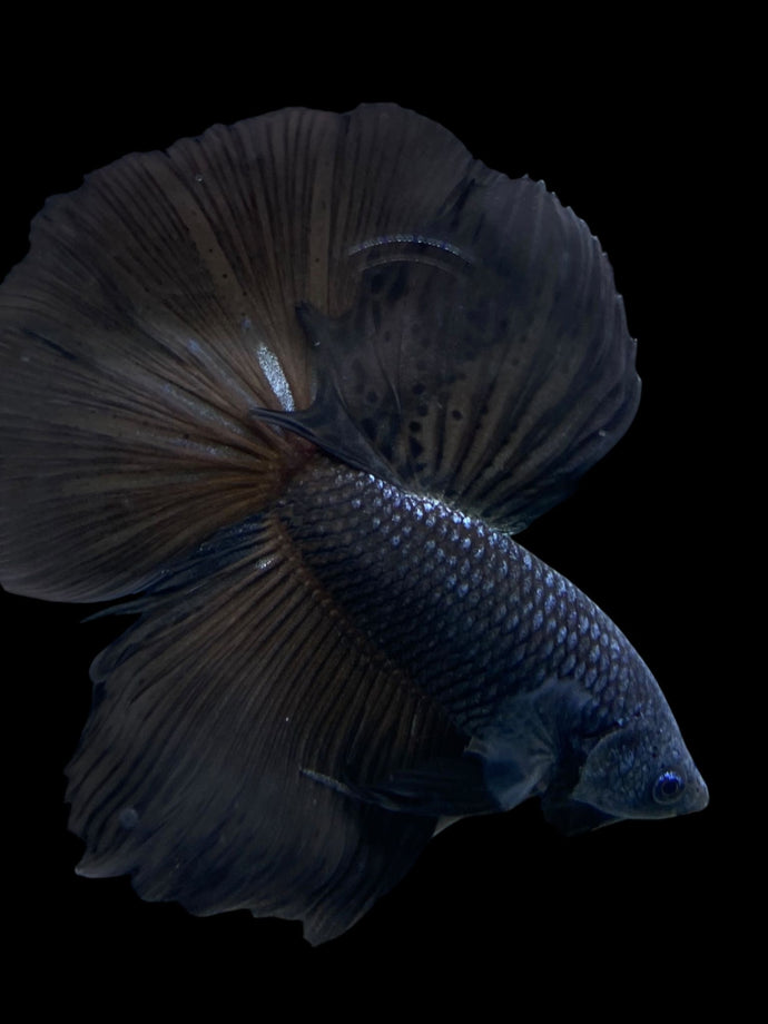 Male Halfmoon - Blue Black #272 - Live Betta Fish