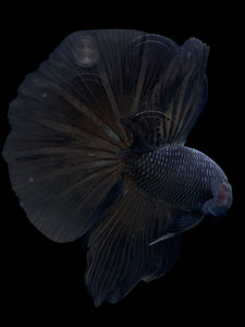 Male Halfmoon - Blue Black #272 - Live Betta Fish