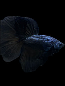 Male Halfmoon - Blue Black #272 - Live Betta Fish