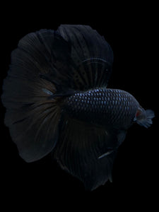 Male Halfmoon - Blue Black #272 - Live Betta Fish