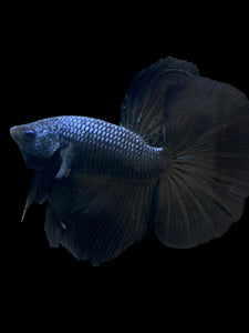 Male Halfmoon - Blue Black #272 - Live Betta Fish