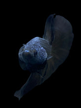 Load image into Gallery viewer, Male Halfmoon - Blue Black #272 - Live Betta Fish
