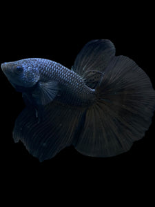 Male Halfmoon - Blue Black #272 - Live Betta Fish