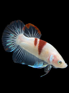 GIANT Male Halfmoon Plakat - Tancho #2731 - Live Betta Fish