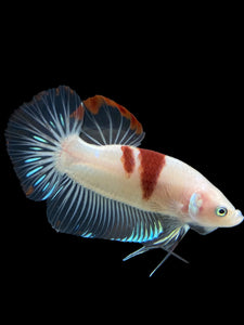 GIANT Male Halfmoon Plakat - Tancho #2731 - Live Betta Fish