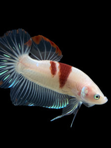 GIANT Male Halfmoon Plakat - Tancho #2731 - Live Betta Fish