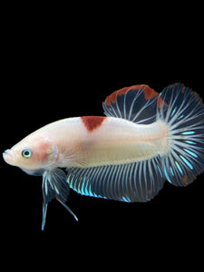 GIANT Male Halfmoon Plakat - Tancho #2731 - Live Betta Fish