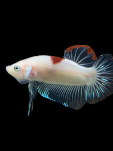 GIANT Male Halfmoon Plakat - Tancho #2731 - Live Betta Fish