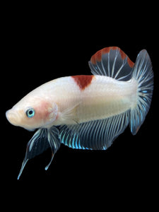 GIANT Male Halfmoon Plakat - Tancho #2731 - Live Betta Fish