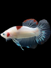 Load image into Gallery viewer, GIANT Male Halfmoon Plakat - Tancho #2731 - Live Betta Fish
