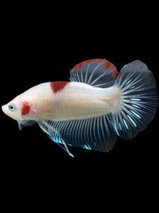 GIANT Male Halfmoon Plakat - Tancho #2731 - Live Betta Fish