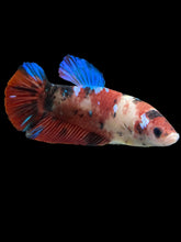 Load image into Gallery viewer, GIANT Female Halfmoon Plakat - Galaxy #2732 Live Betta Fish
