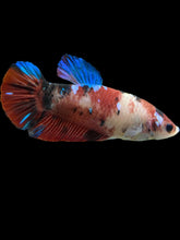 Load image into Gallery viewer, GIANT Female Halfmoon Plakat - Galaxy #2732 Live Betta Fish
