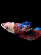 Load image into Gallery viewer, GIANT Female Halfmoon Plakat - Galaxy #2732 Live Betta Fish
