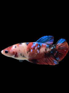 GIANT Female Halfmoon Plakat - Galaxy #2732 Live Betta Fish