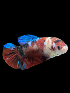 GIANT Female Halfmoon Plakat - Galaxy #2732 Live Betta Fish