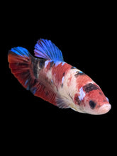 Load image into Gallery viewer, GIANT Female Halfmoon Plakat - Galaxy #2732 Live Betta Fish
